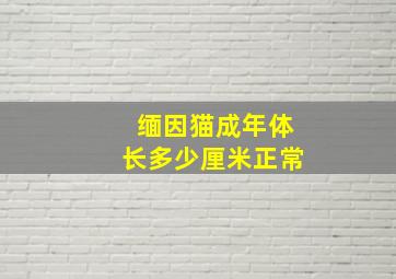 缅因猫成年体长多少厘米正常