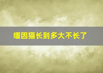 缅因猫长到多大不长了