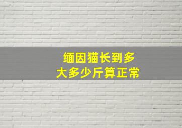 缅因猫长到多大多少斤算正常