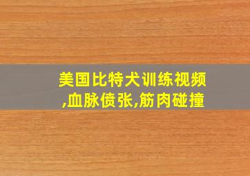 美国比特犬训练视频,血脉偾张,筋肉碰撞