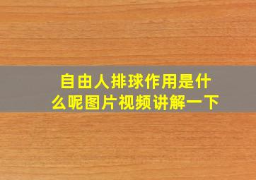 自由人排球作用是什么呢图片视频讲解一下