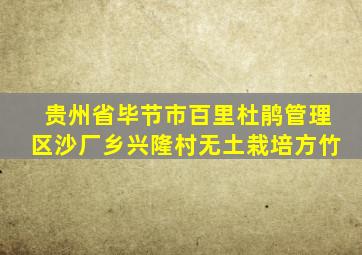 贵州省毕节市百里杜鹃管理区沙厂乡兴隆村无土栽培方竹