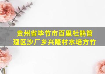 贵州省毕节市百里杜鹃管理区沙厂乡兴隆村水培方竹