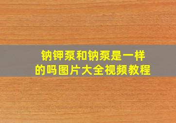 钠钾泵和钠泵是一样的吗图片大全视频教程