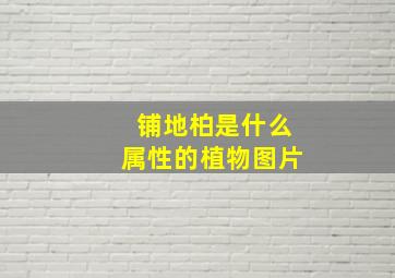 铺地柏是什么属性的植物图片