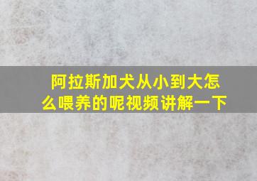 阿拉斯加犬从小到大怎么喂养的呢视频讲解一下