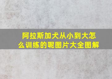 阿拉斯加犬从小到大怎么训练的呢图片大全图解