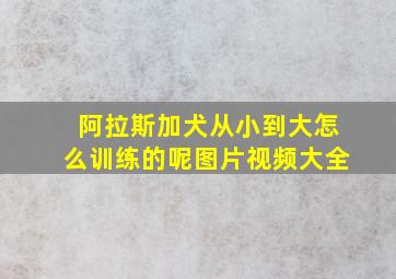 阿拉斯加犬从小到大怎么训练的呢图片视频大全