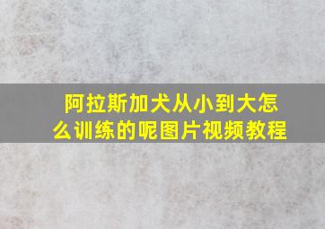 阿拉斯加犬从小到大怎么训练的呢图片视频教程