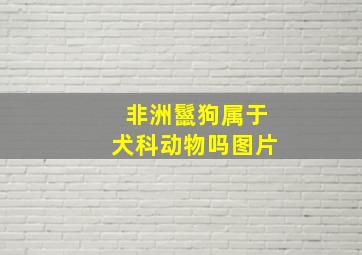 非洲鬣狗属于犬科动物吗图片